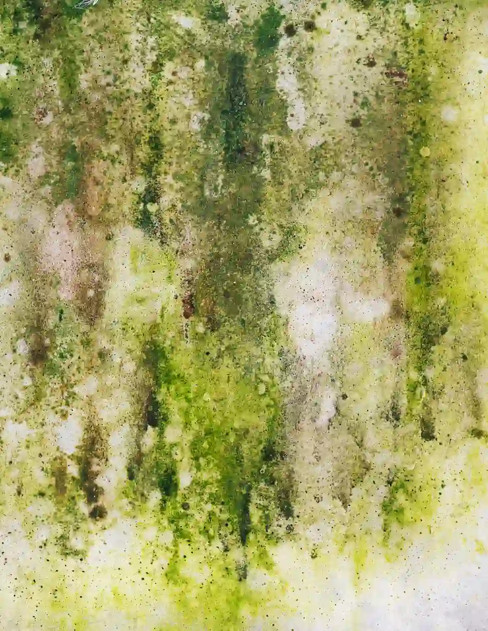 Close-up of extensive mold growth covering an interior wall in a Coconut Creek, FL property requiring professional removal.